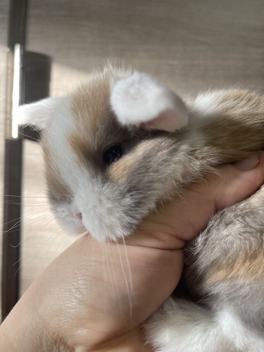 Декоративный вислоухий кролик в типі Тедди