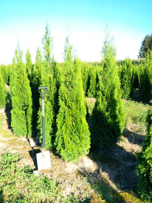 tuja thuja smaragd, szmaragd, szmaragdowa 150-160 cm, szkółka