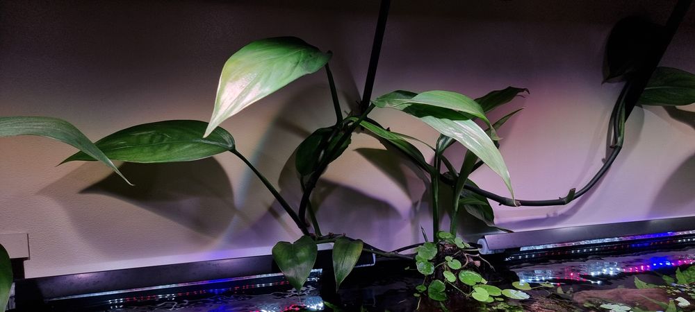 Philodendron sp New Guinea