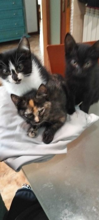 Gatos para adoção em Guimarães