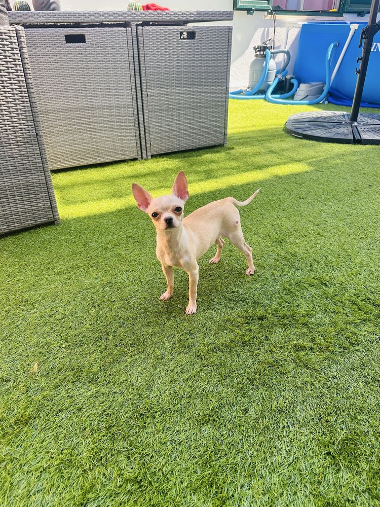 Chiuhuahua Femea