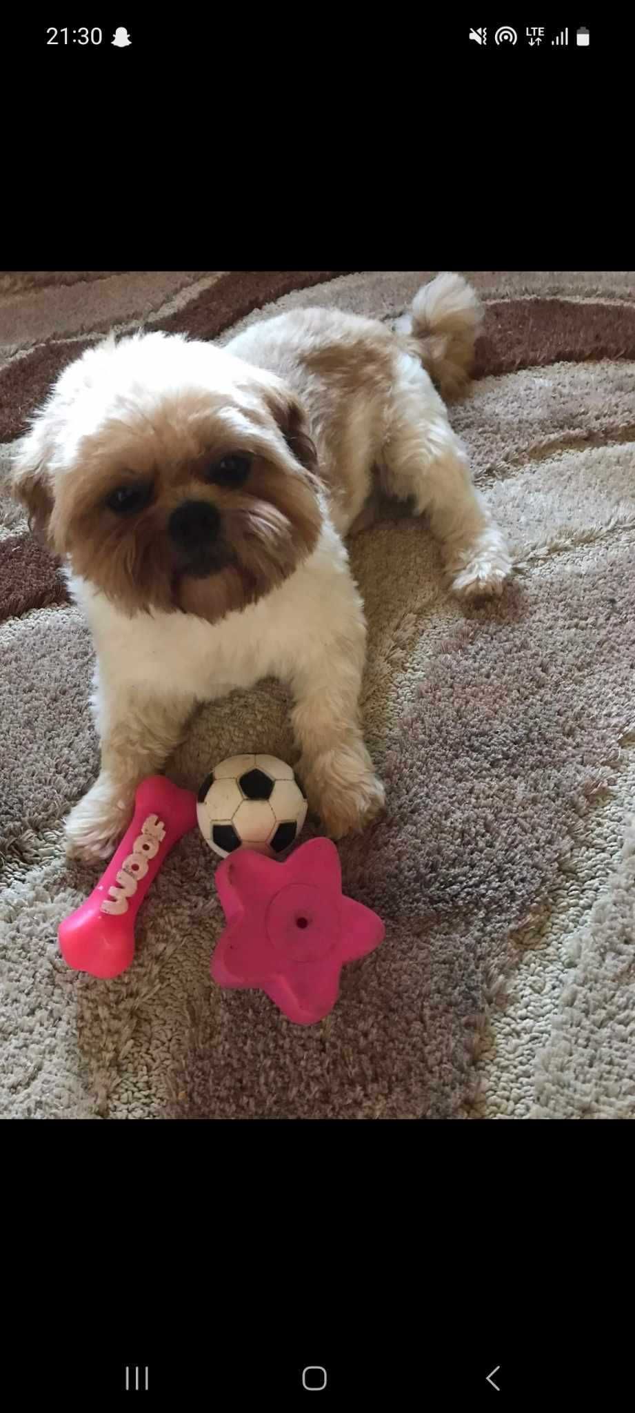 Shih Tzu Reproduktor