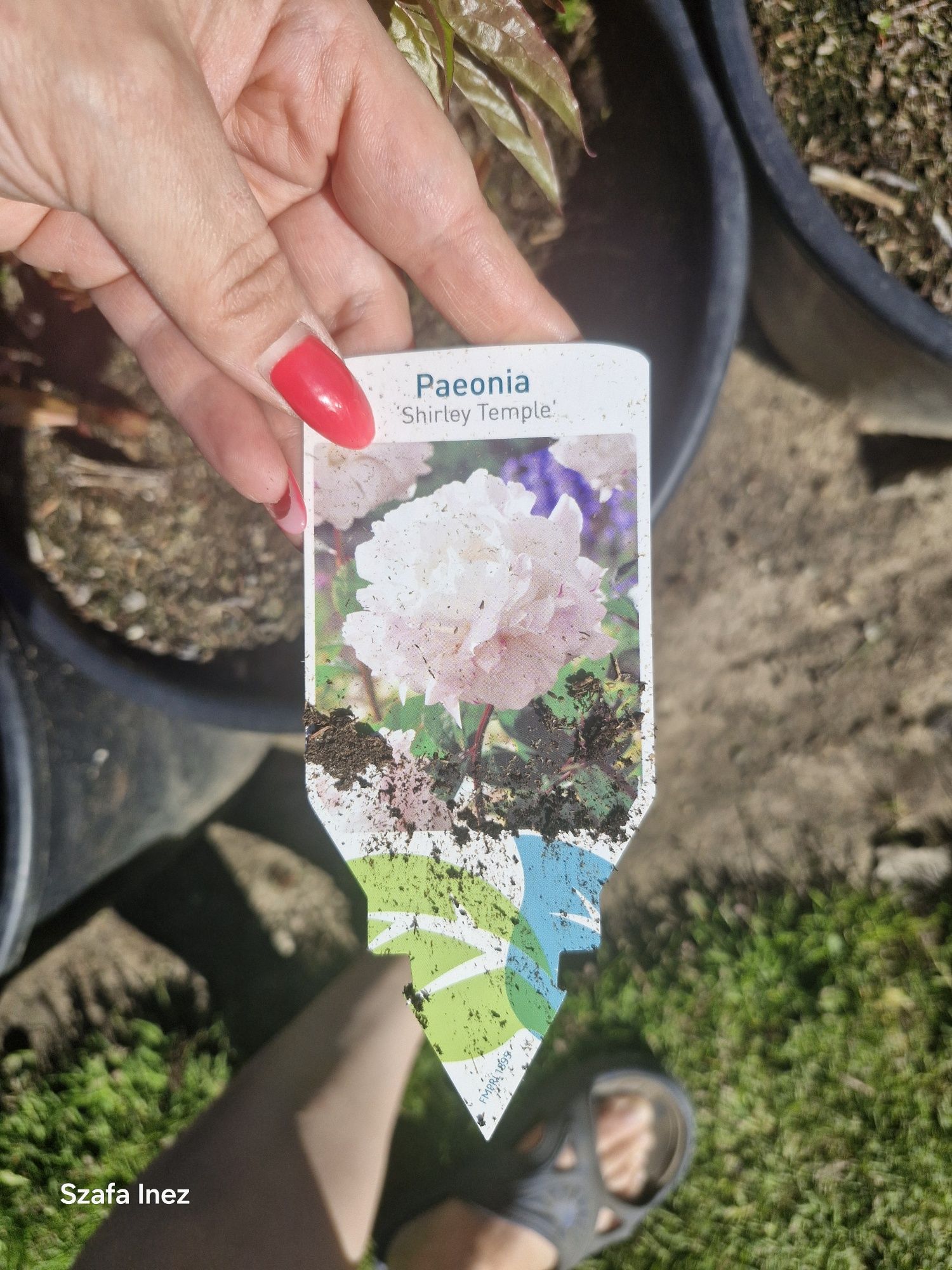 Piwonia mix kolor