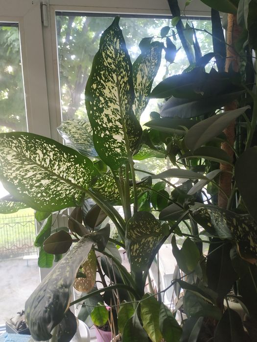 Диффенбахия высота 90 см