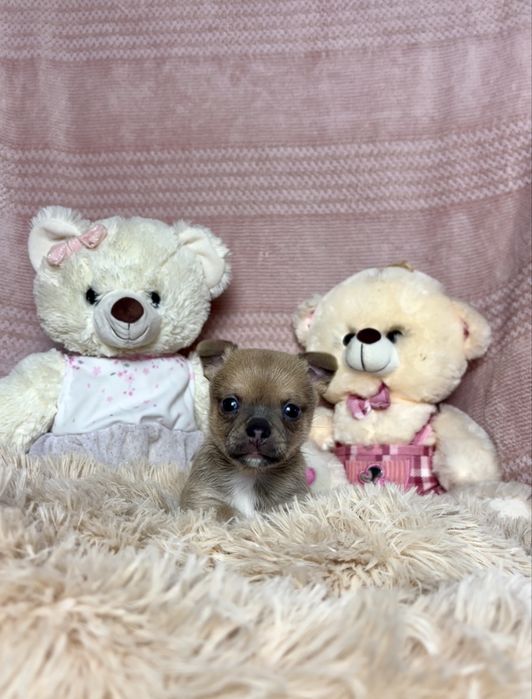 Mini Piękny Liliowy Piesek Chihuahua Rodowód