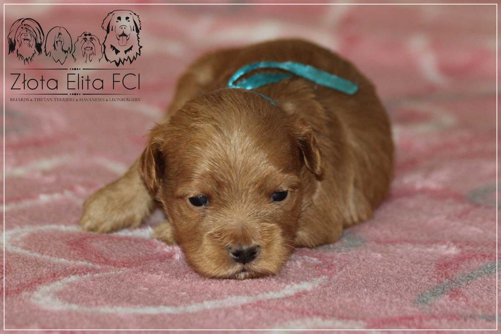 Hawańczyk piesek z rodowodem ZKwP /FCI