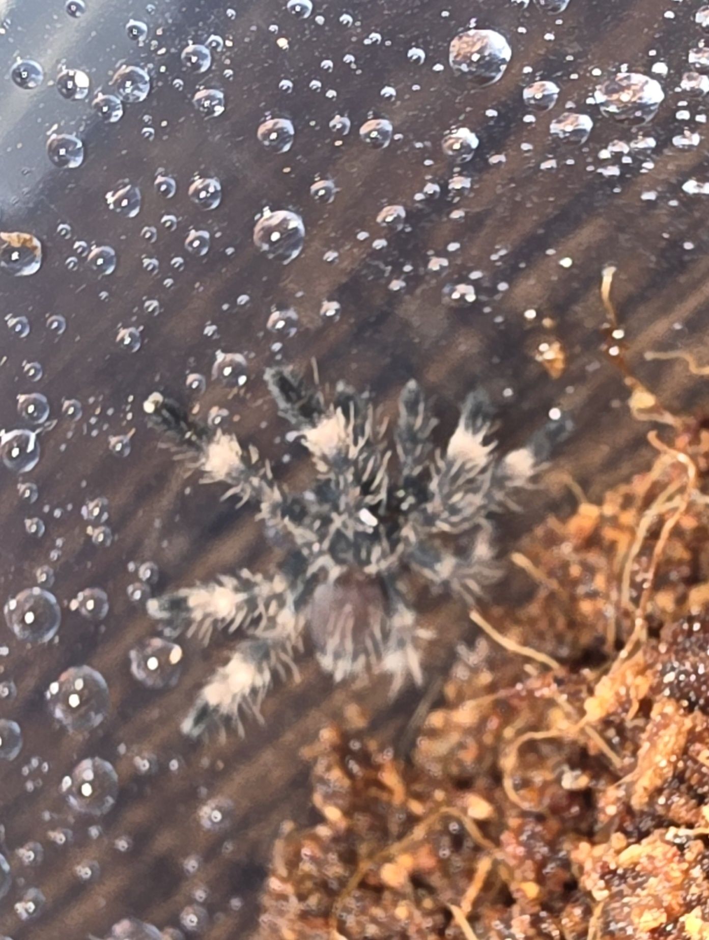Psalmopoeus reduncus