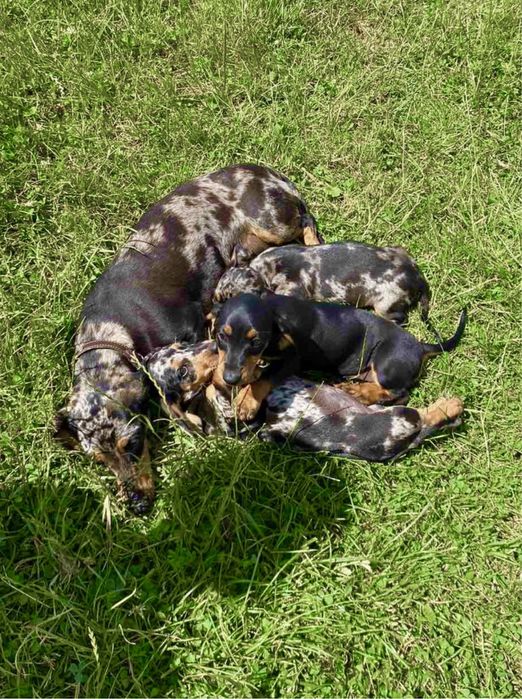 Мраморні та чорно-підпалі таксенята