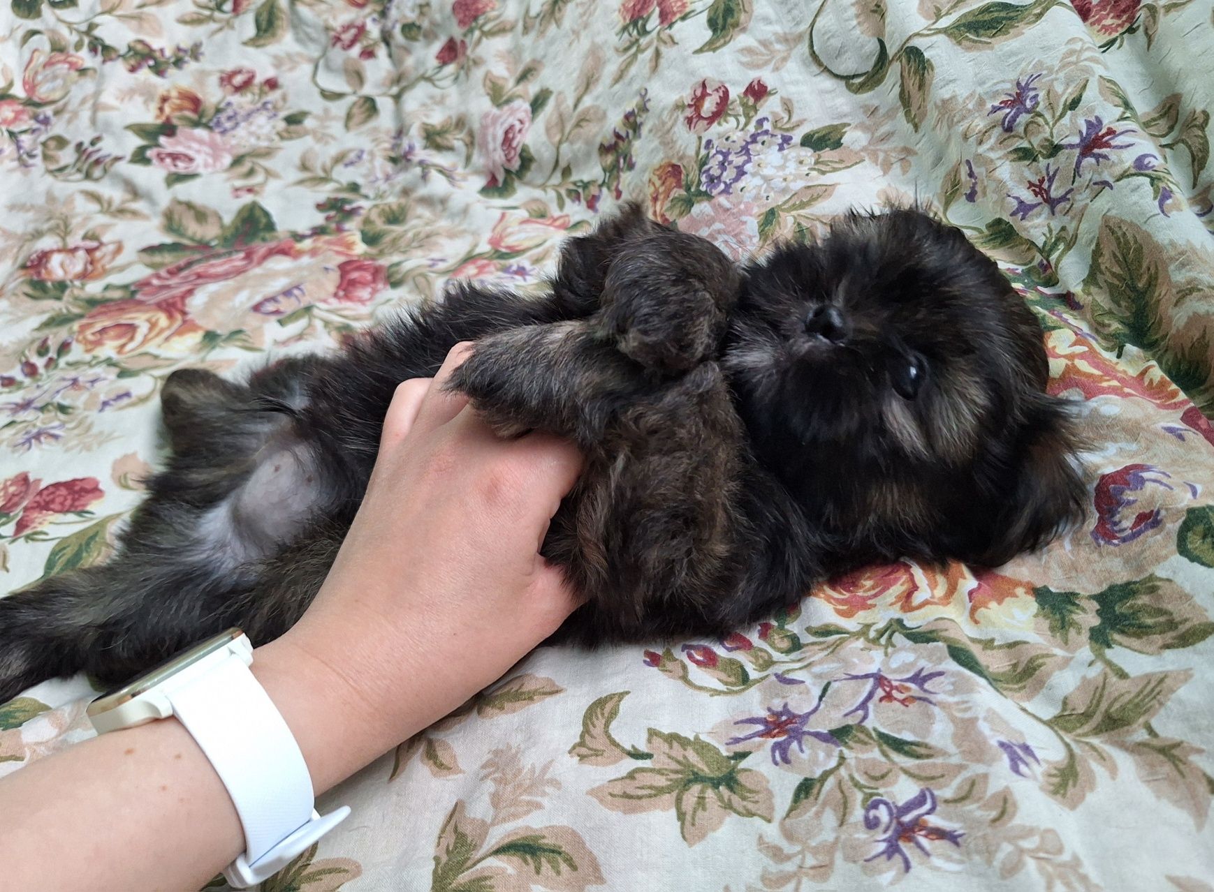 Shih-Tzu piesek brązowy