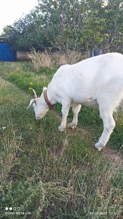 Молодые козочки.