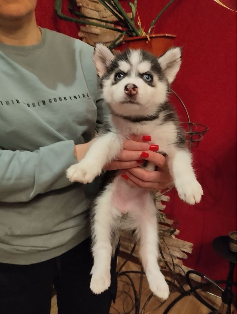 Продам цуценят Хасенят