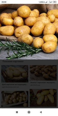 Продам картоплю М Винники Доставка додому ціна 8 за кг