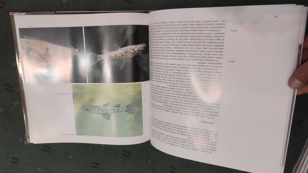 Peixes dos Rios de Portugal - Carlos Almaça