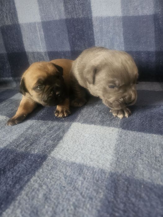 Sunia Cane Corso