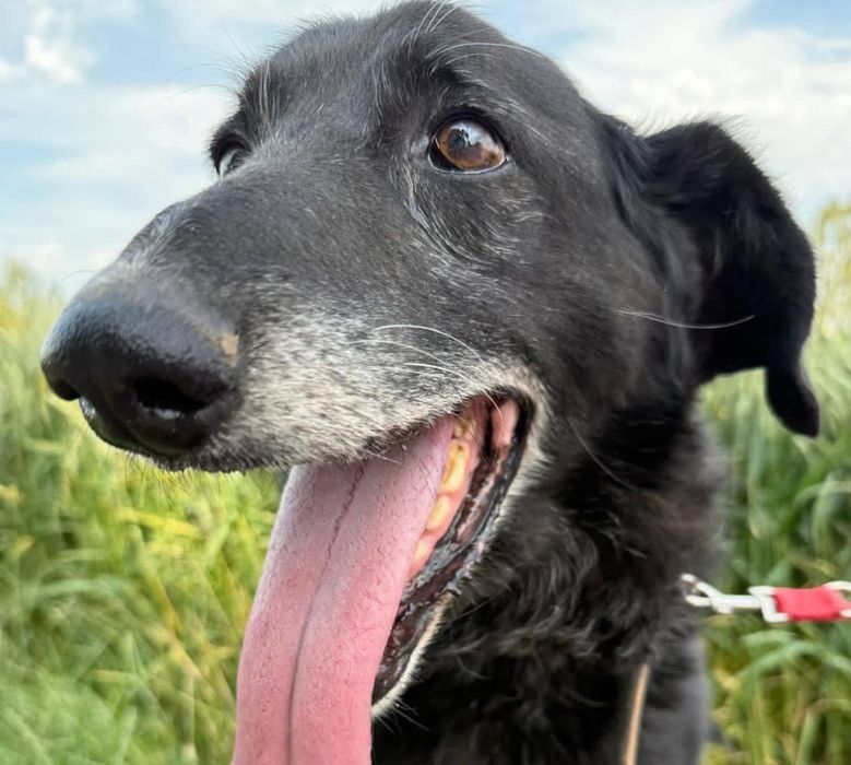 Najukochańszy Węgielek szuka domu!