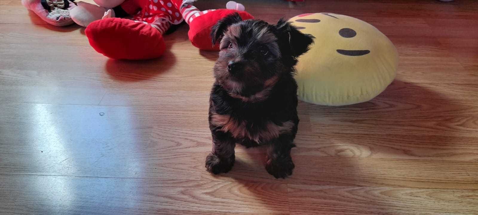 Yorkshire terrier fêmea