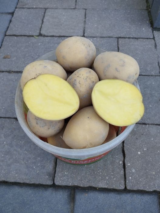 Ziemniaki żółte Gala dowuz