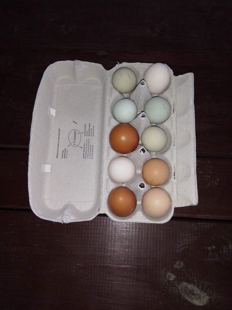 Jaja od drobiu własnego chowu