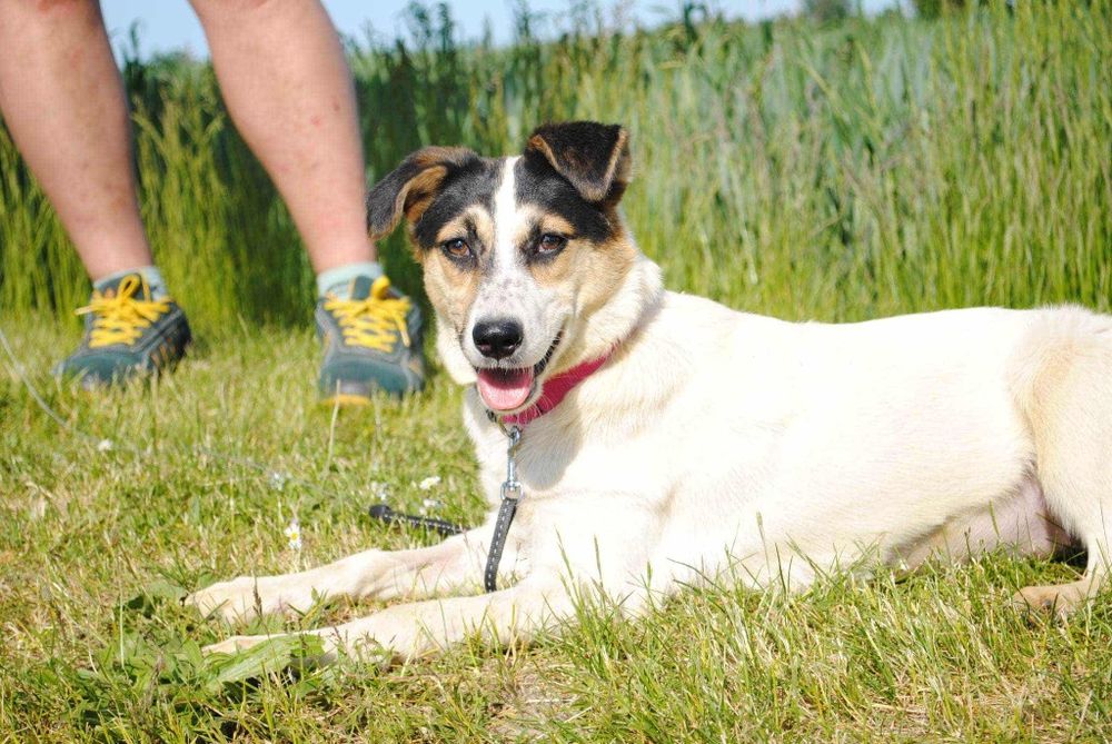 Żelka szuka kochającego domku