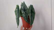 Planta Alocasia Dragon's Breath