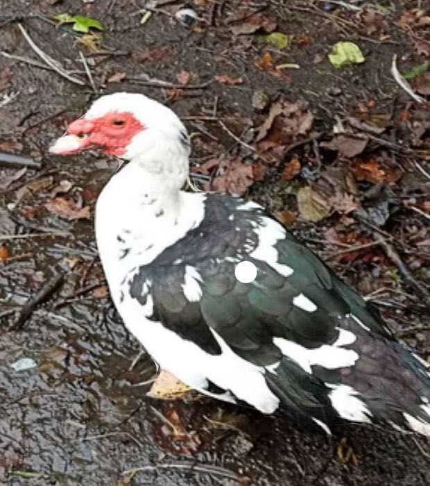 Vendo Patos mudos