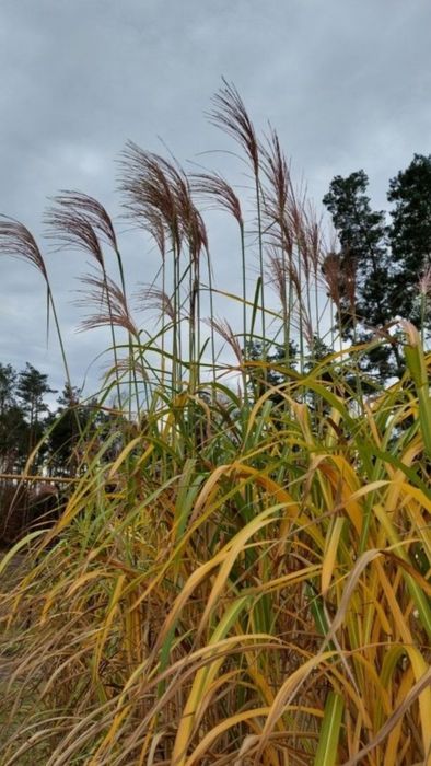 Miskant olbrzymi,  trawy