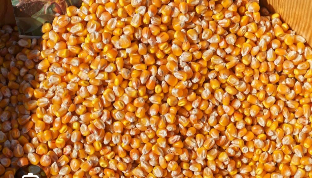 Kukurydza ziarno lub mielona