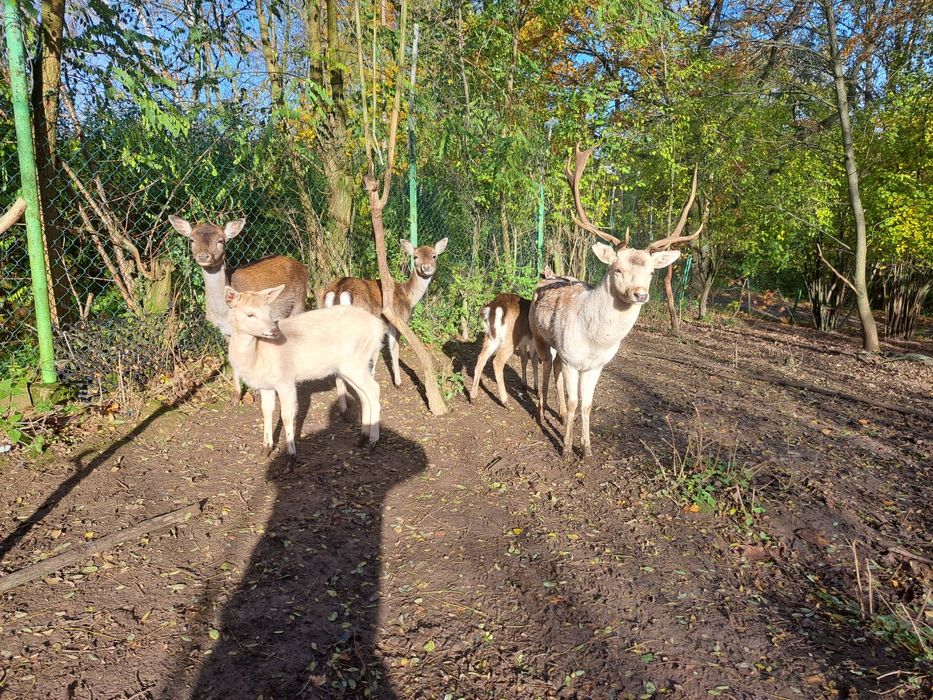 Sprzedam stado danieli