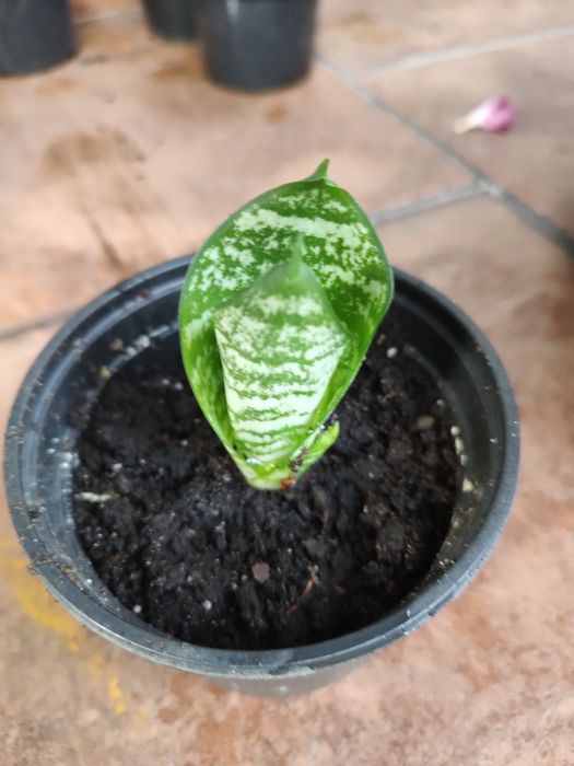 Kwiat domowy z doniczką - sansevieria