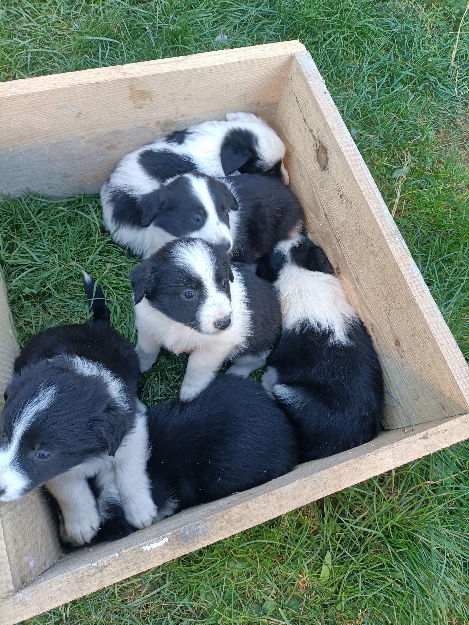 Pieski border collie