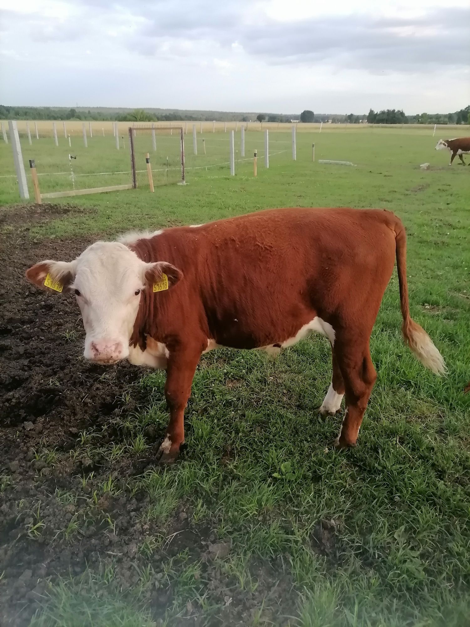 Sprzedam byczka hereford bezrorzny