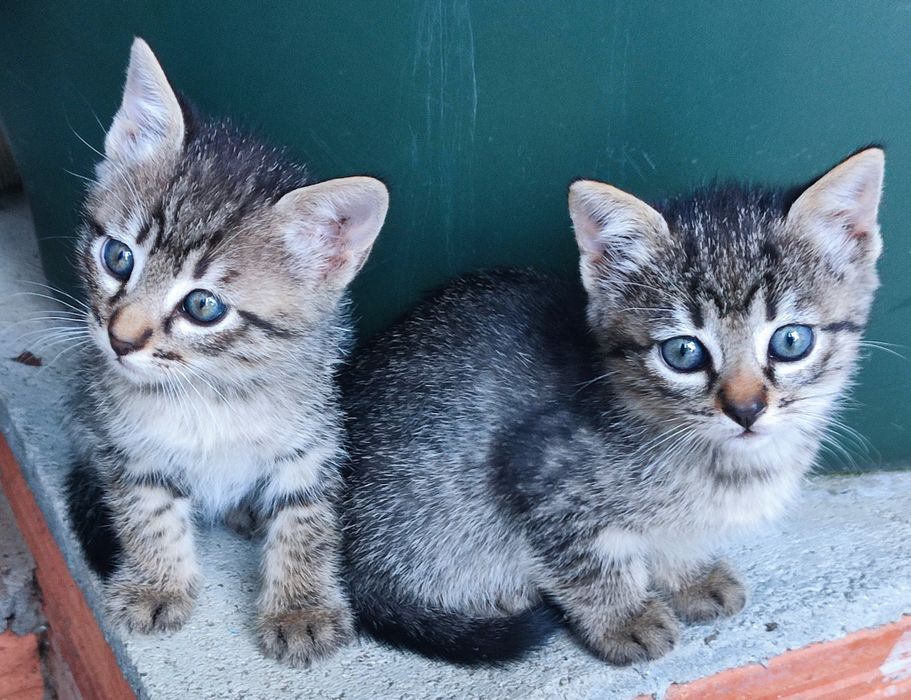 Oito gatinhos adoráveis! (machos e fêmeas)
