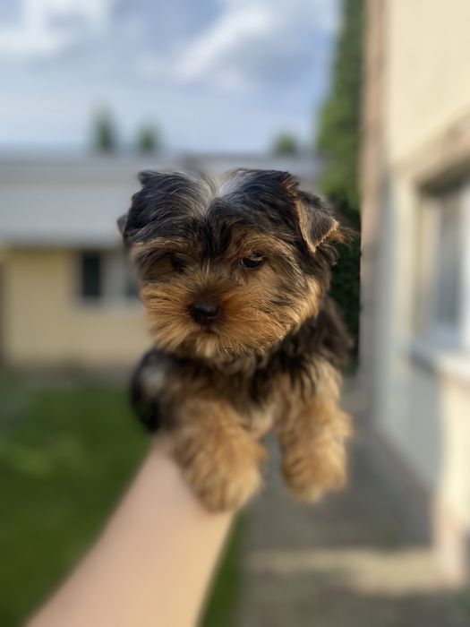 Красунечка йорк