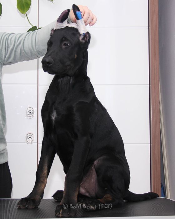 Nagi pies meksykański xoloitzcuintle, wersja owłosiona