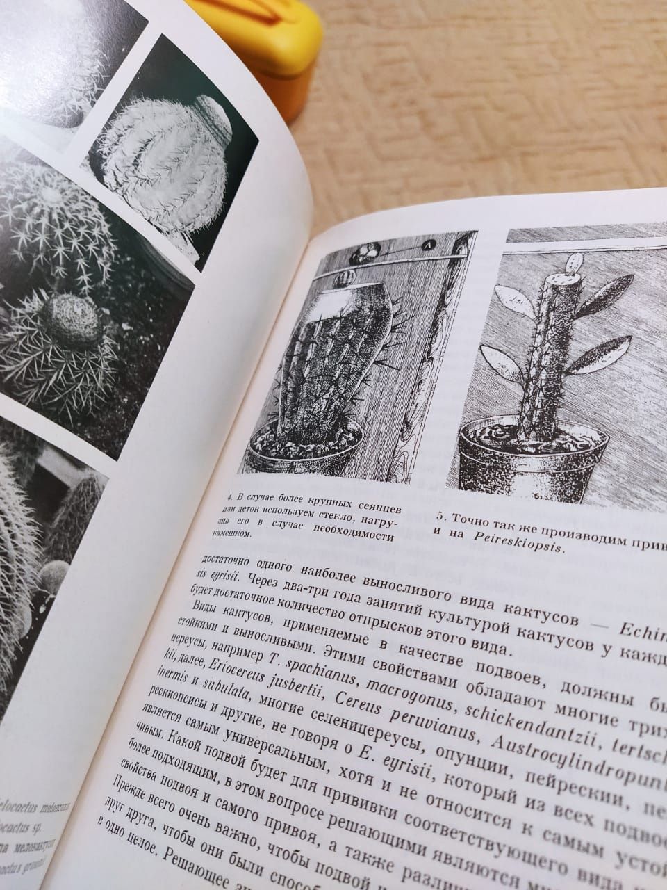 Книга о кактусах " колючее чудо"