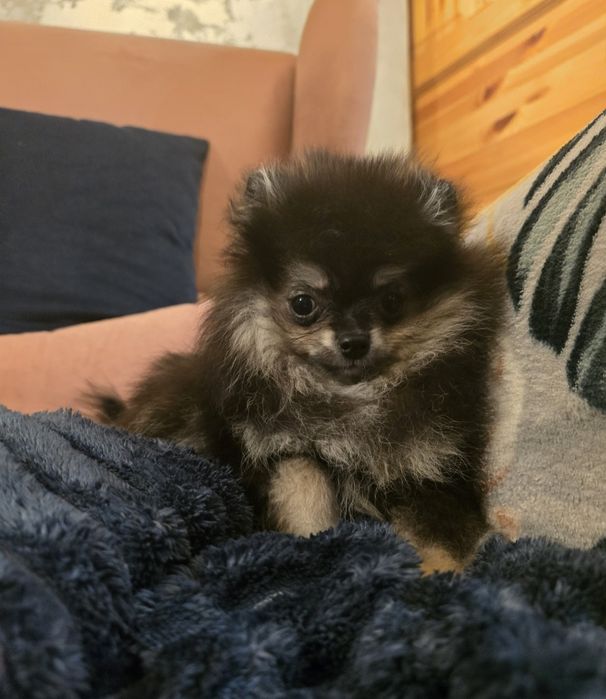 Pomeranian xxs szpic miniaturowy dziewczynka ostatnia