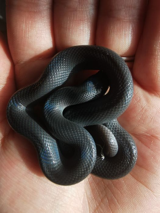 Wąż mahoniowy czarny