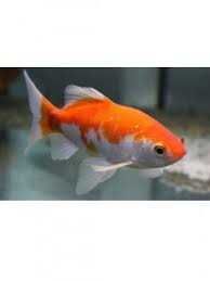 Peixes cometas varias qualidades