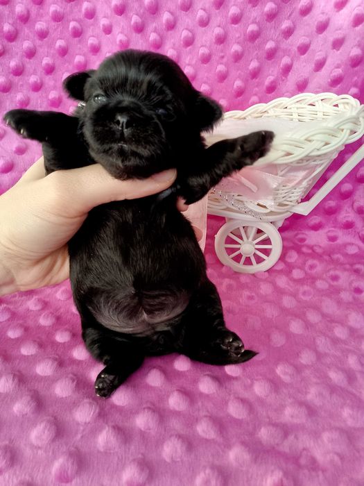 Czarna suczka rasy Shih-Tzu