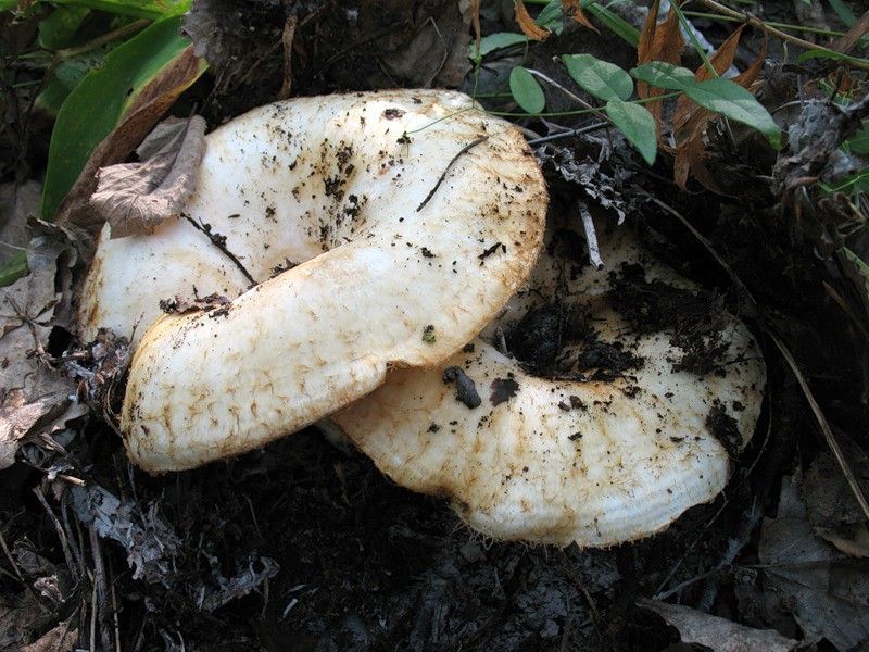 Мицелий (семена) грибов подберезовик, подосиновик, масленок, груздь