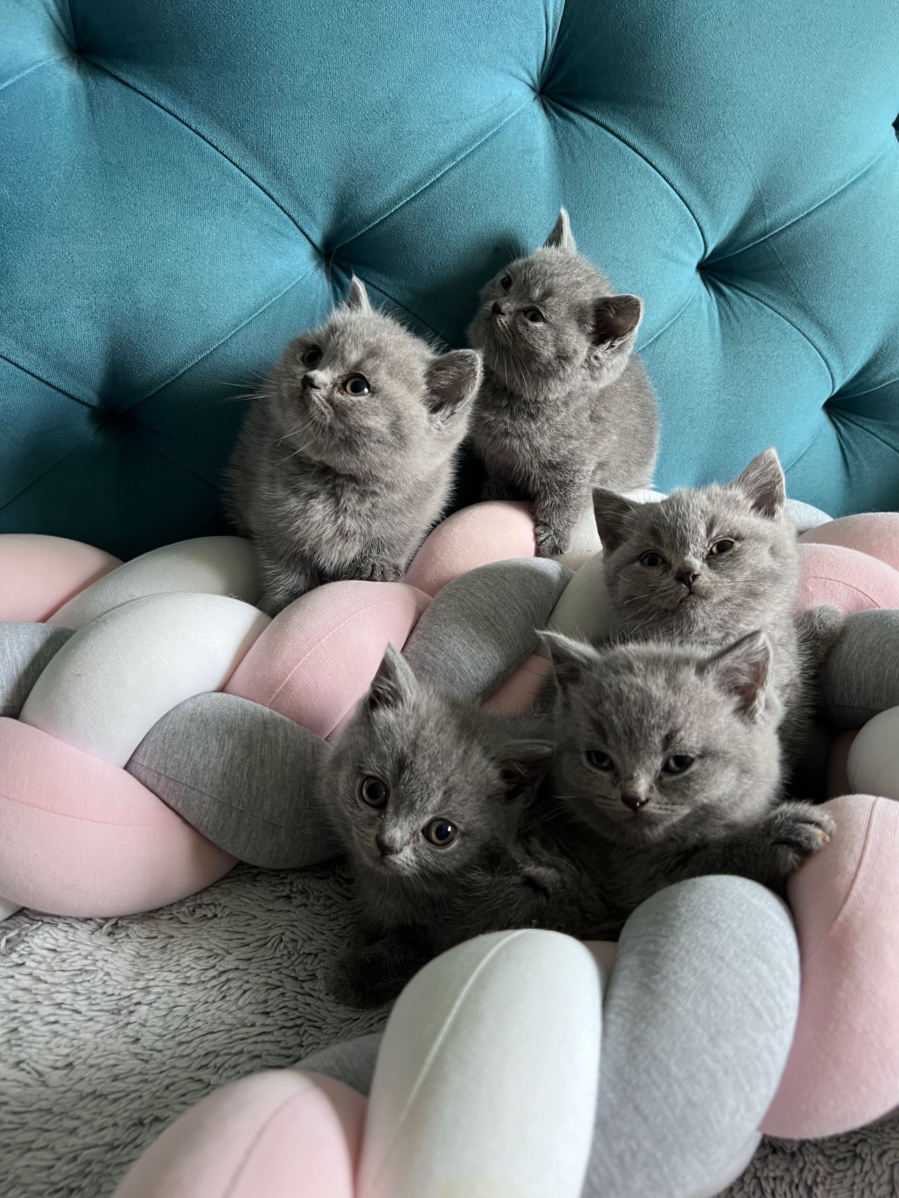 Kociaki niebieskie kotka kocurek brytyjski krótkowłosy metryka chip
