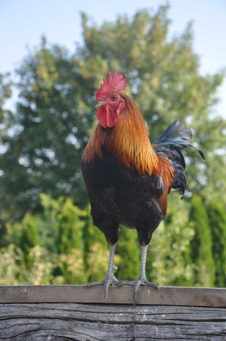 Koguty rasowe zmienią kurnik