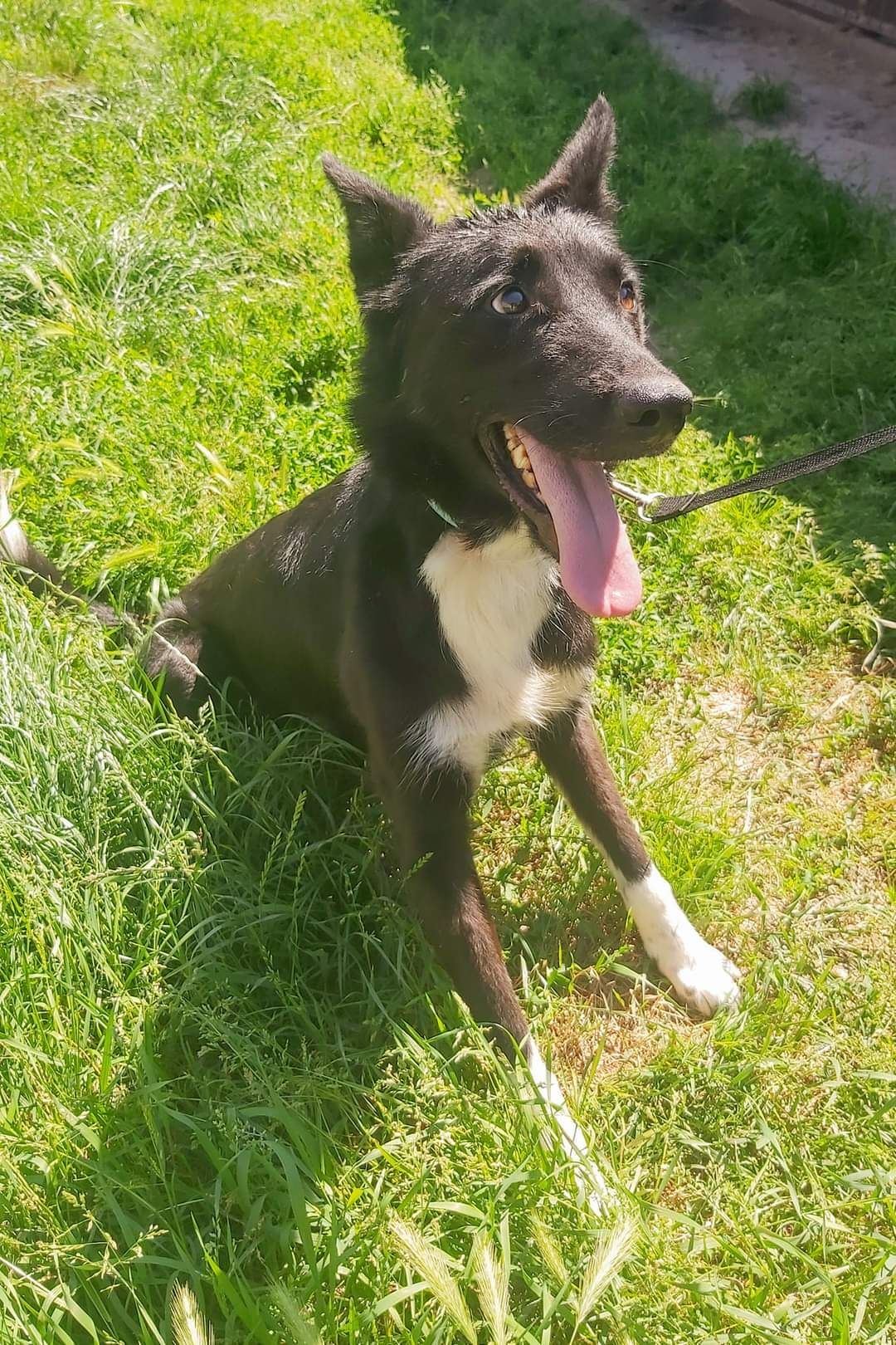 Domino mix border collie