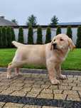 Labrador Retriever Szczeniak Super