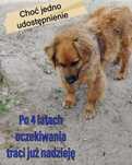 Pilne!!Uratuj Mobiego ok 4,5 r. ślicznego pieska i daj dom Korabiewice