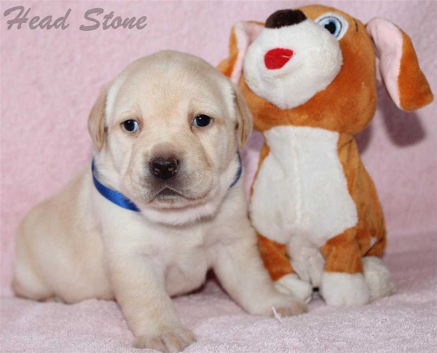 Клубные щенки Лабрадора ретривера