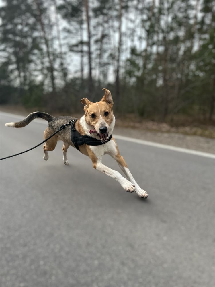 Pongo szuka domu!