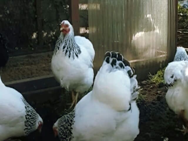 Інкубаційне яйце Віандот (колумбійський, полосаті, лаванда)