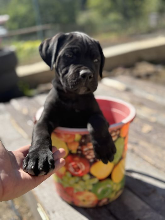 Кане Корсо 2 місяці