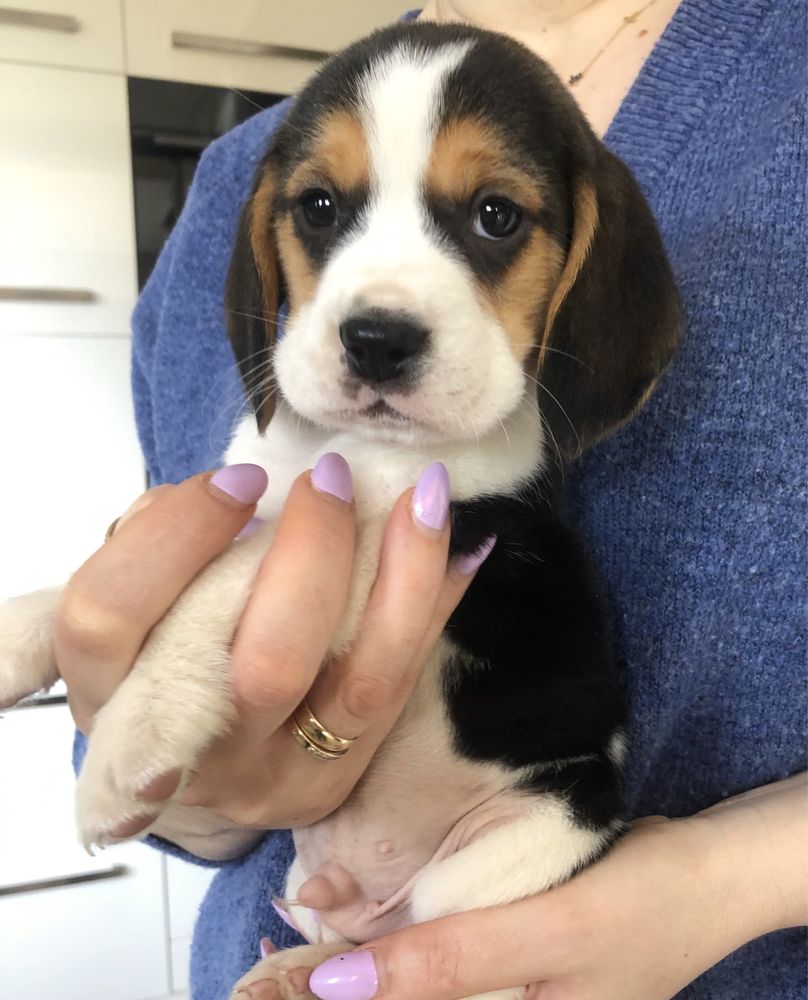 Beagle tricolor! Wybitne z rodowodem.